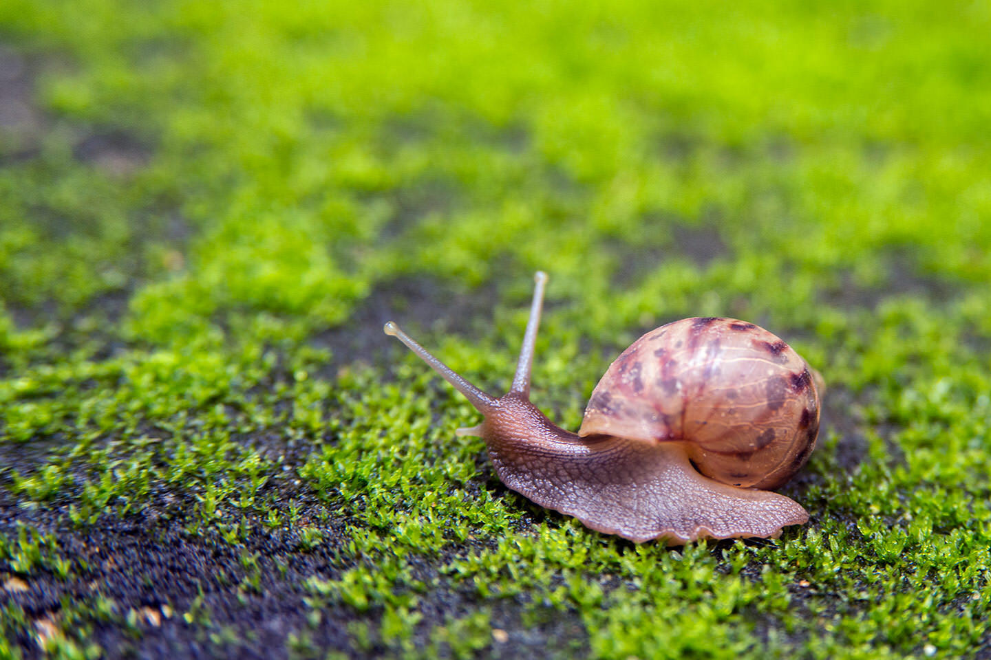 Chiang Mai, Thailand