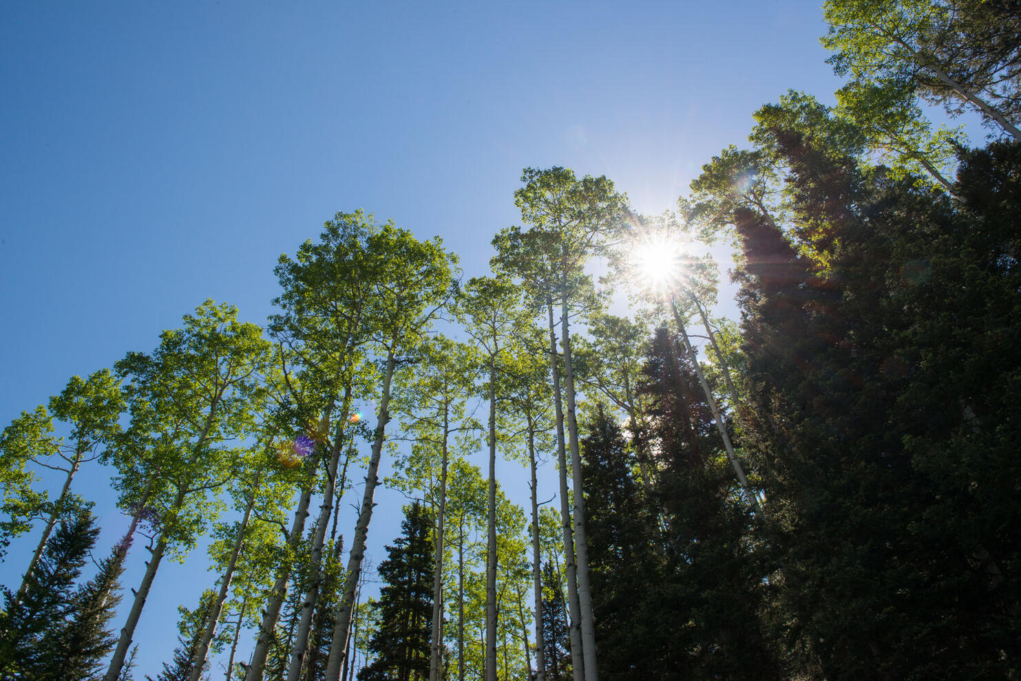 Towering aspen in the Colorado Rockies