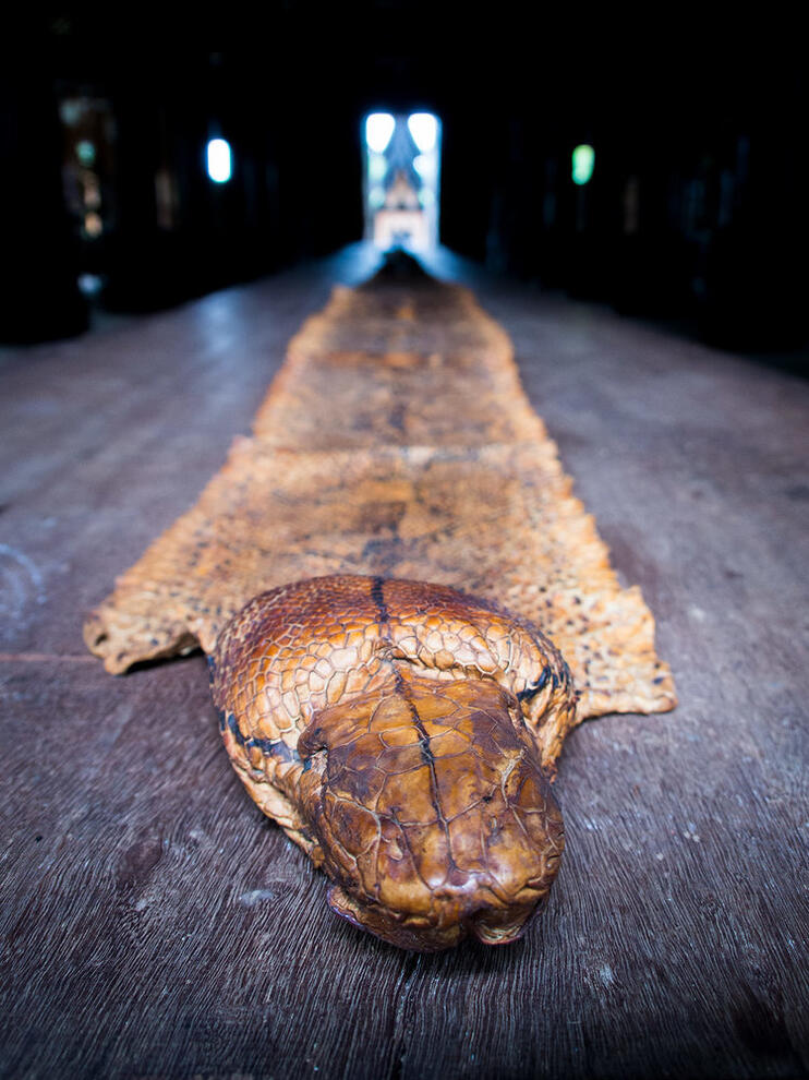 Snake skin at the Baandam Museum in Chiang Rai, Thailand