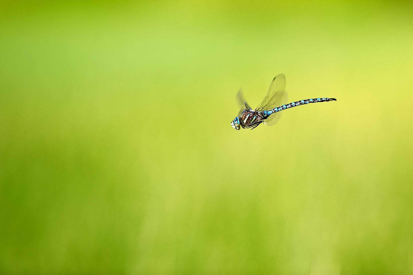 A dragonfly hovering over a lake high in the Colorado Rockies