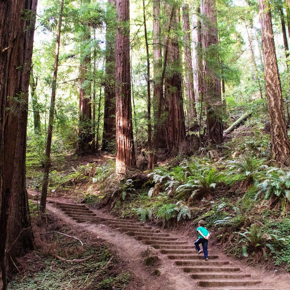 Muir Woods, Marin County, California